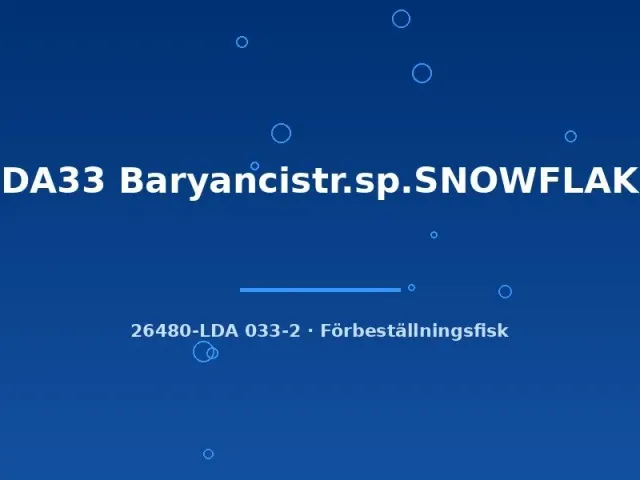 LDA33 Snowflake mal Baryancistrus 6–8 cm algätare