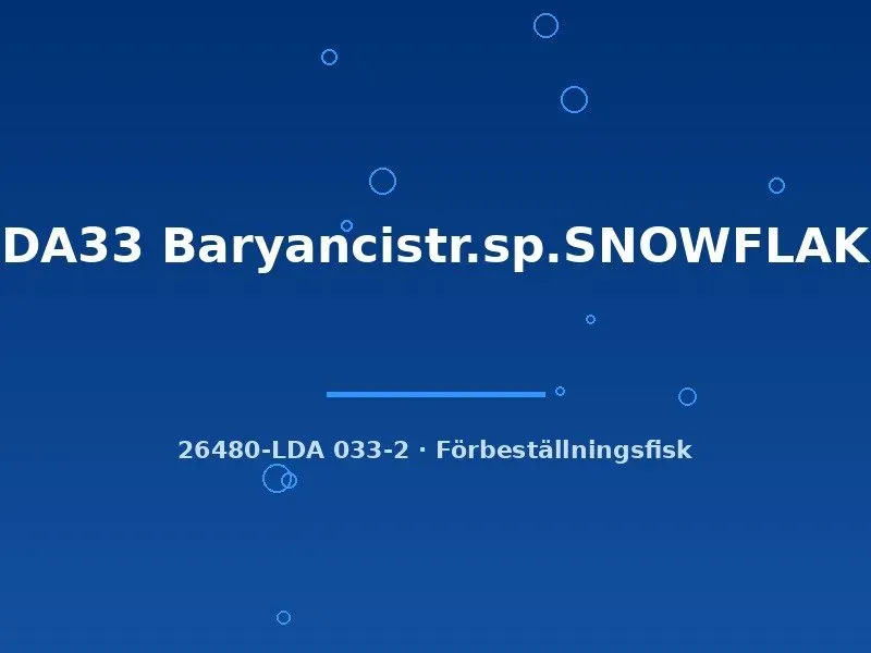 LDA33 Snowflake mal Baryancistrus 6–8 cm algätare