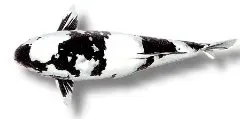 Näsets Ciklidhobby koi utsuri akvariefisk 16–18 cm svart