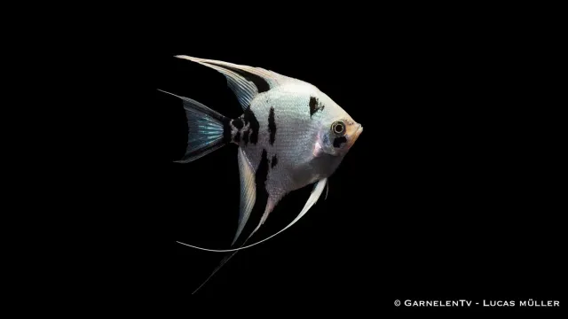 Garnelen TV White Marmor skalarfisk Pterophyllum XL