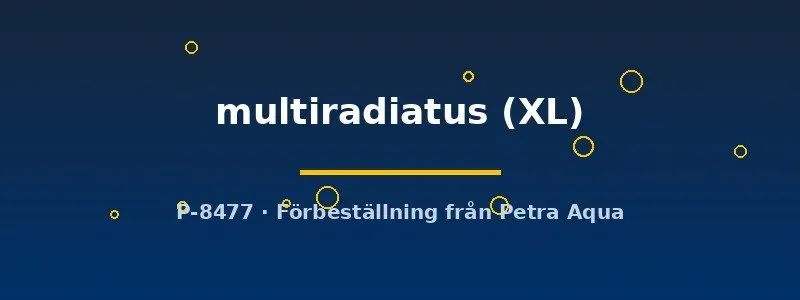 Näsets Ciklidhobby Brochis multiradiatus pansarmal XL stor