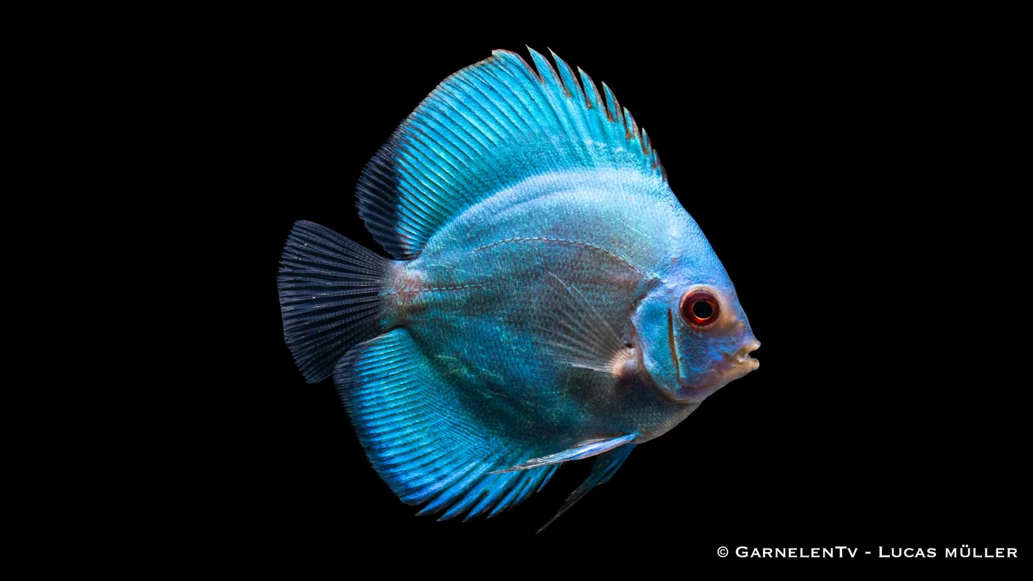 Garnelen TV Blue Diamond diskus Symphysodon akvariefisk
