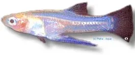 Näsets Ciklidhobby Yellow Belly akvariefisk 3–4 cm levandefödare
