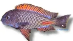 Näsets Ciklidhobby Tropheus moorii Moliro ciklid över 9 cm Tanganyika