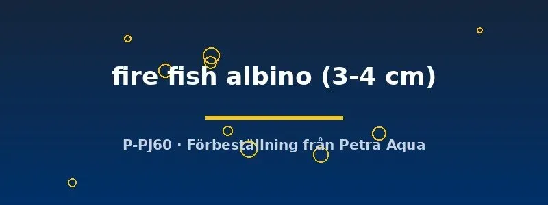 Näsets Ciklidhobby Aulonocara fire fish ciklid 3–4 cm albino