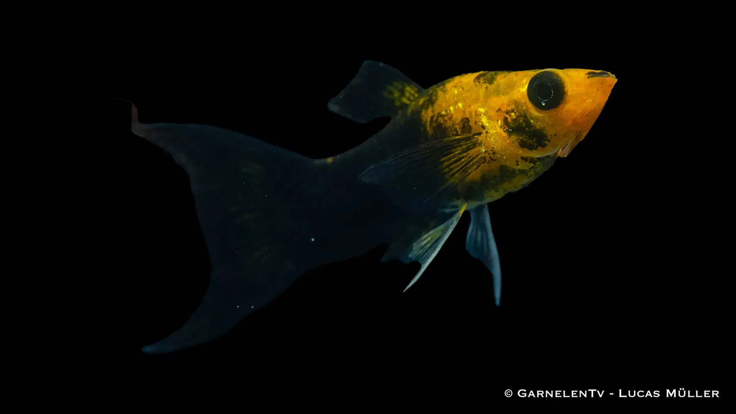 Garnelen TV Molly Goldstaub Lyra akvariefisk Poecilia sphenops