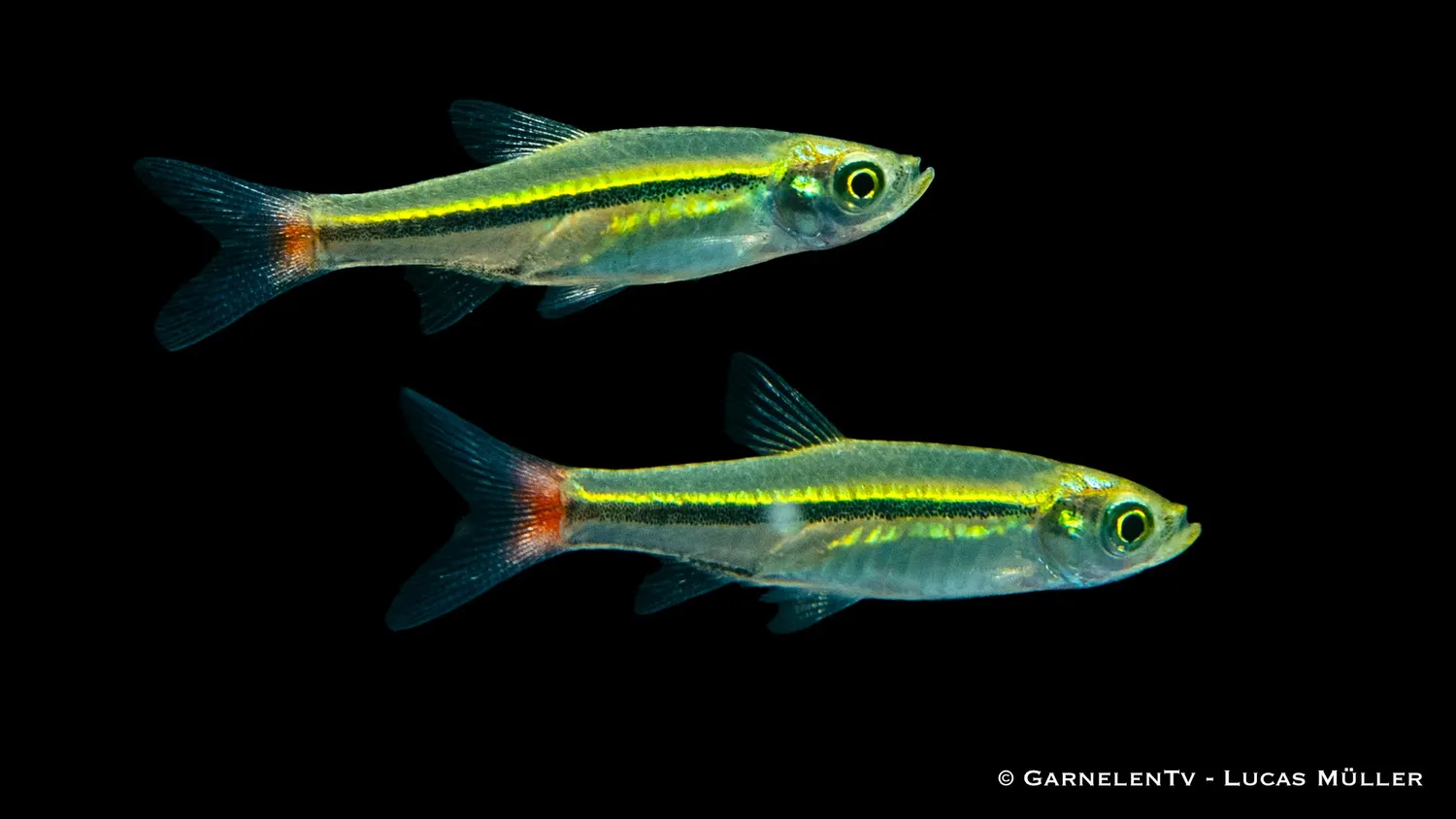 Garnelen TV Rasbora borapetensis stimfisk