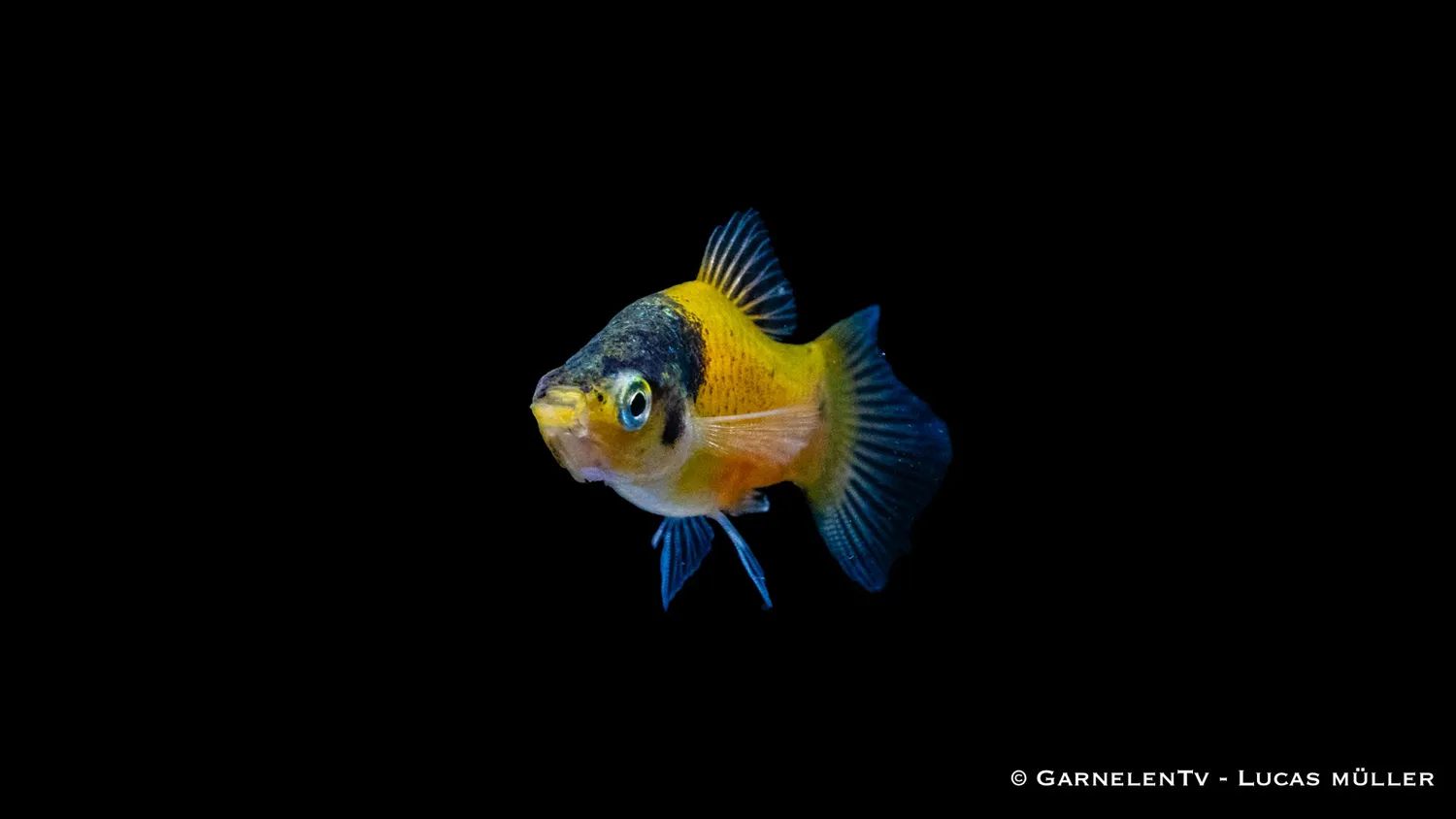 Garnelen TV Hummel Xiphophorus maculatus platy fläckig