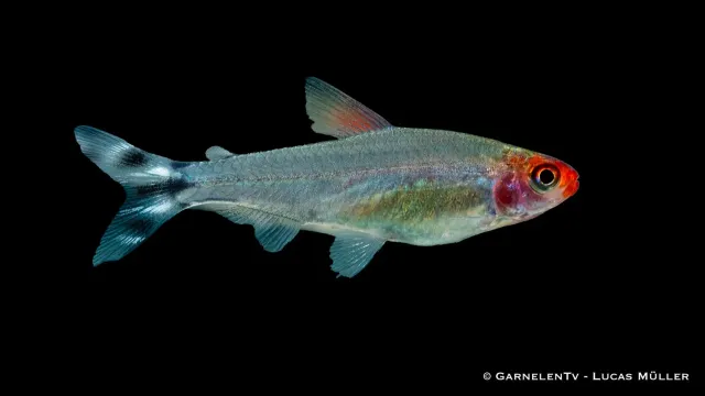 Garnelen TV rödhuvudstetra Petitella bleheri stimfisk