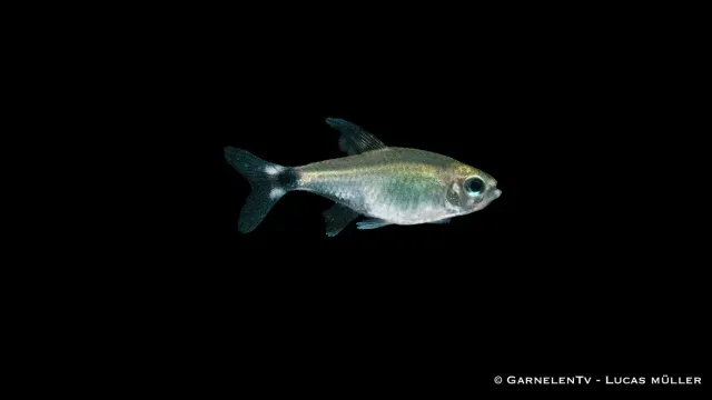 Garnelen TV Schilfsalmler tetra Hyphessobrycon elachys
