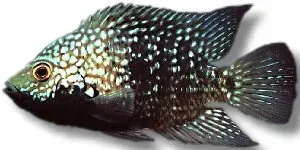 Näsets Ciklidhobby Pearlscale Cichlasoma carpinte ciklid 3–4 cm