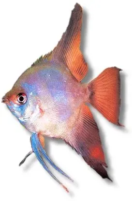 Näsets Ciklidhobby Pterophyllum scalare skalar 4–5 cm ghost