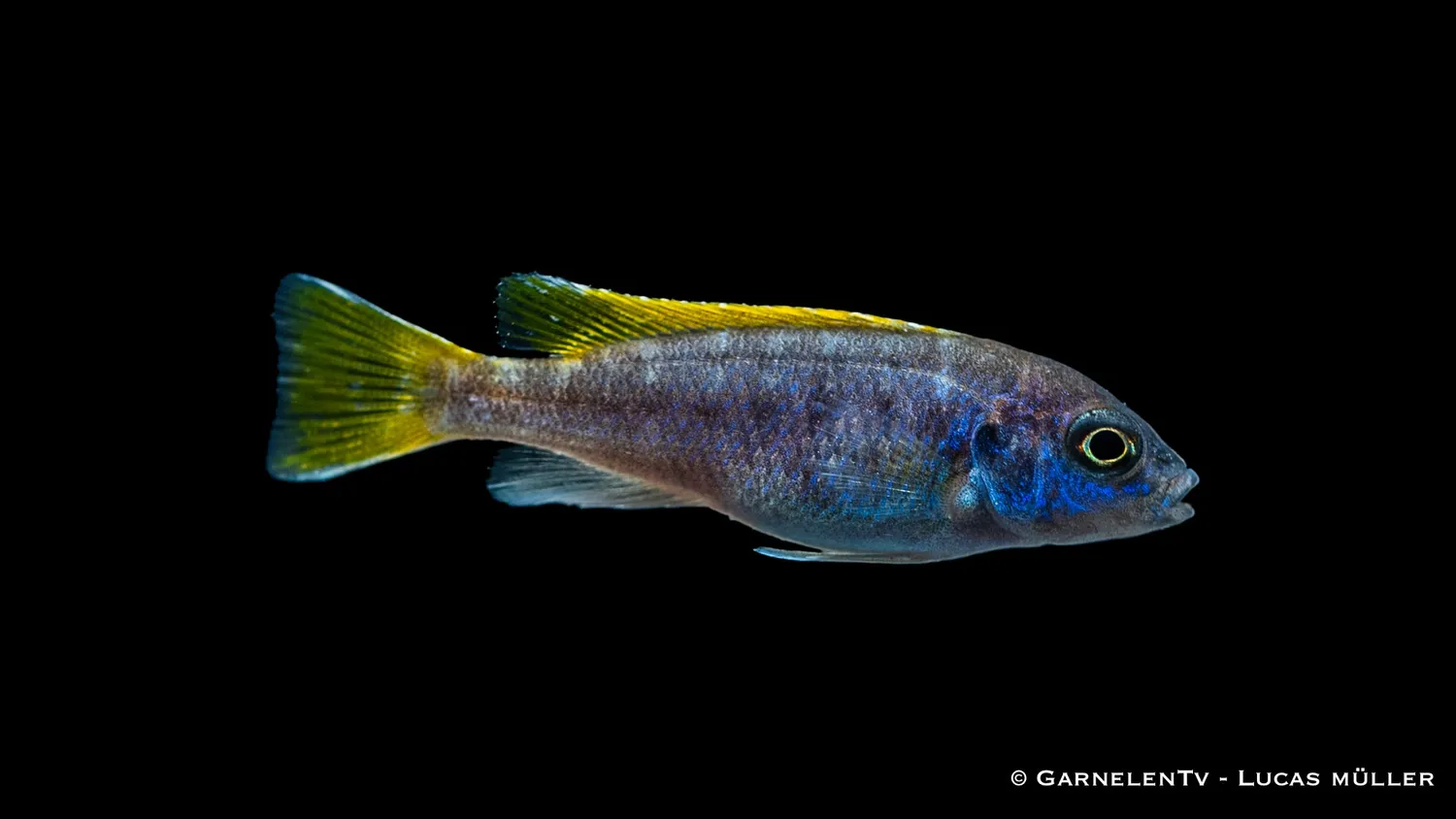 Garnelen TV Acei malawiciklid Pseudotropheus sp. 12 cm
