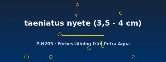 Näsets Ciklidhobby Pelvicachromis taeniatus nyete ciklid 3,5–4 cm par