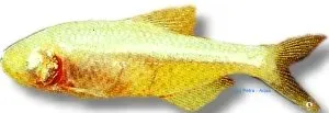 Näsets Ciklidhobby Astyanax fasciatus mexicanum grottetra 2–3 cm