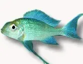 Näsets Ciklidhobby Ophthalmotilapia ventralis green ciklid 5–6 cm