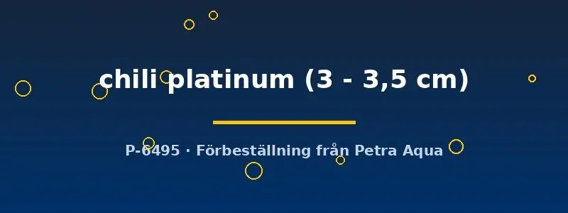 Guppy chili platinum hane 3–3,5 cm akvariefisk