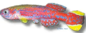 Näsets Ciklidhobby Aphyosemion mirabile killifisk 3–4 cm blå