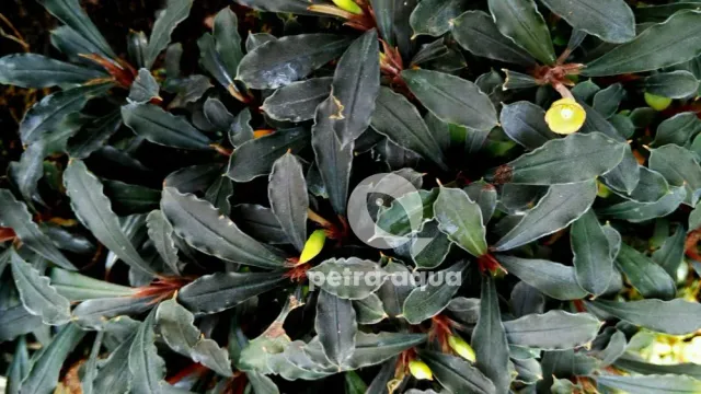 Bucephalandra Black Spear akvarieväxt – Easy8 rhizomväxt