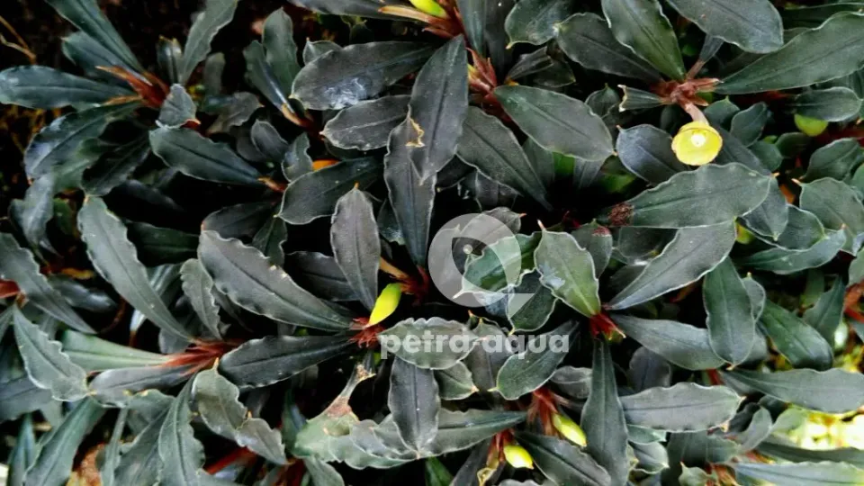 Bucephalandra Black Spear akvarieväxt – Easy8 rhizomväxt