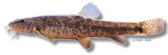Näsets Ciklidhobby Barbatula barbatula fisk 10–12 cm