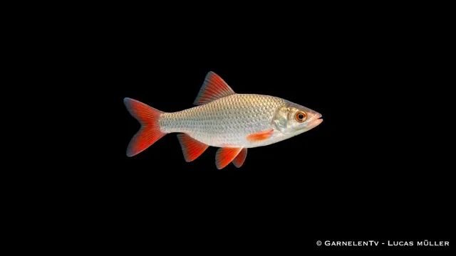 Garnelen TV Goldrotfeder dammfisk 10-12 cm guldfärgad