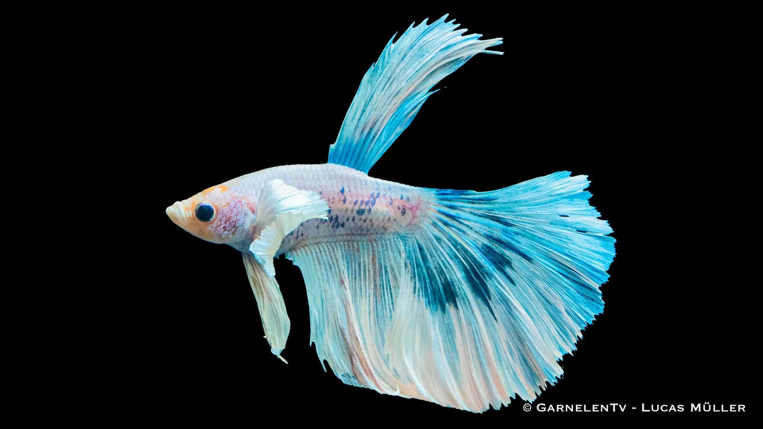 Garnelen TV Kampfisk Superdelta Dumbo Ear hane akvariefisk