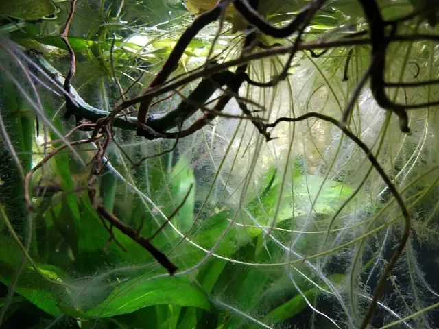 Näsets Ciklidhobby Limnobium laevigatum akvarieväxt LF