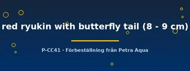 Carassius auratus red ryukin slöjstjärt 8–9 cm röd