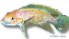 Näsets Ciklidhobby Telmatochromis dhondti ciklid XL orange
