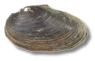 Näsets Ciklidhobby Sinanodonta woodiana mussla 10–15 cm