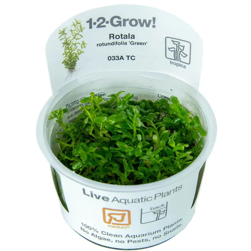 Akvarievalvet Rotala rotundifolia Green akvarieväxt