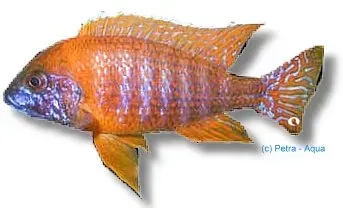 Näsets Ciklidhobby Red Peacock ciklid 3-4 cm Malawi