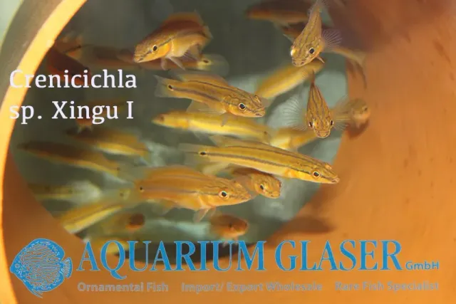 Näsets Ciklidhobby Crenicichla Xingu orange gäddciklid 6–8 cm