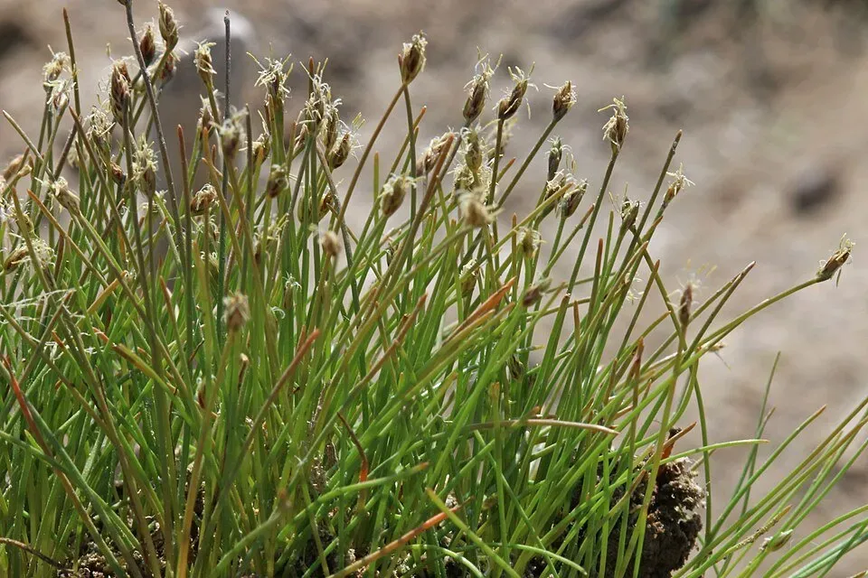 Eleocharis Parvula akvarieväxt In Vitro Cup
