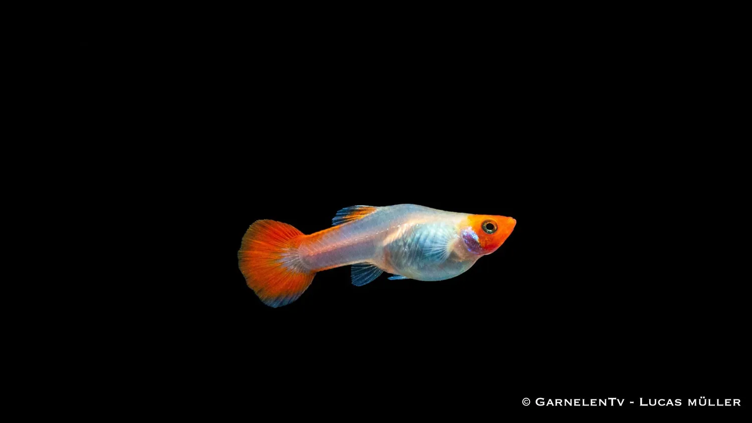 Garnelen TV Koi Kohaku guppy färgguppy röd-vit