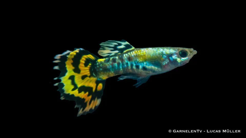 Garnelen TV leopard guppy hane akvariefisk 3–4 cm