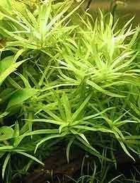 Näsets Ciklidhobby Heteranthera zosterifolia akvarieväxt potta