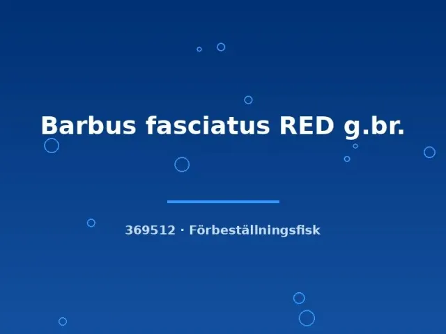 Näsets Ciklidhobby Barbus fasciatus Red barb sm