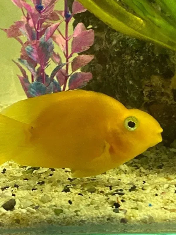 Näsets Ciklidhobby Papegojciklid ciklid 7–8 cm gul