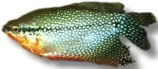 Petra-Aqua Mosaic Trichogaster leeri gurami XL