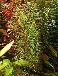 Näsets Ciklidhobby Ludwigia arcuata akvarieväxt kruka röd