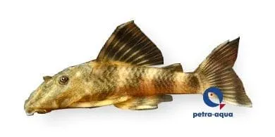 Näsets Ciklidhobby L103 Peckoltia mal Venezuela 10–12 cm