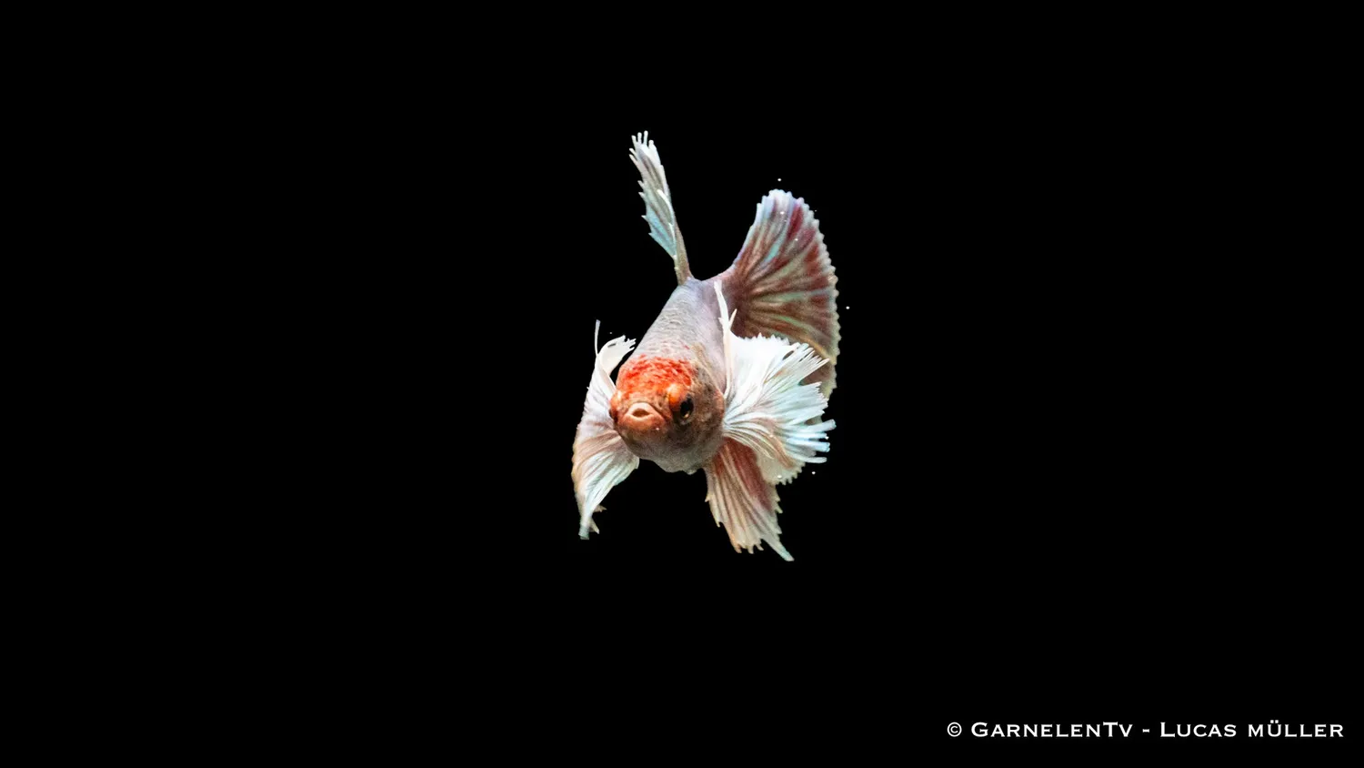 Garnelen TV Dumbo Ear kampfiskhona Betta 5–6 cm