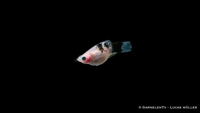Garnelen TV Panda platy 5–7 cm fredlig grupp