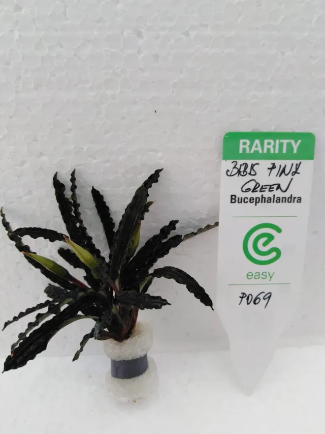 Näsets Ciklidhobby Bucephalandra biblis pink växt Easy8 tålig