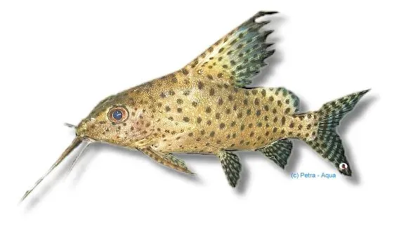 Näsets Ciklidhobby Synodontis velifer mal 4,5–5 cm