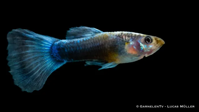 Garnelen TV Guppy Neonblå Poecilia reticulata hane 3–4 cm blå