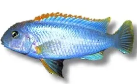 Näsets Ciklidhobby Pseudotropheus red top ndumbi ciklid 5-6cm