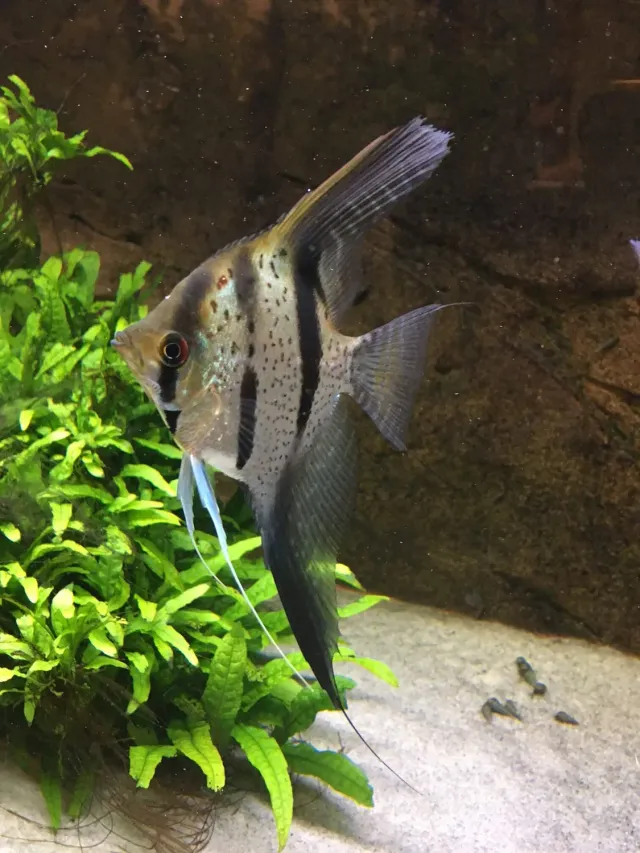 Näsets Ciklidhobby Scalare Rio Nanay Typ3 skalar lg–xlg